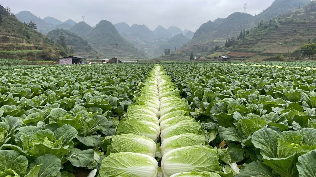 Cách chọn cải thảo tươi giòn - nguyên liệu làm kim chi cải thảo quan trọng nhất.